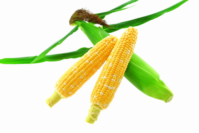 トウモロコシ ニューデント100（品種LG3457）｜トウモロコシ｜トウモロコシ種子