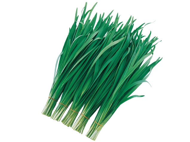 茶吉さんの専用ニラ苗 50本 家庭菜園 茶吉さんの専用ニラ苗 50本 家庭菜園