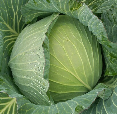 楽天市場】日本農林 キャベツ きゃべつ 天陽 小袋 : 種苗・園芸