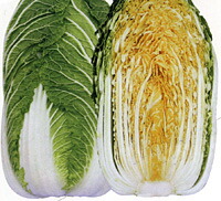 ナント種苗  ハクサイ 白菜 はくさい CR金鯱85 20ml