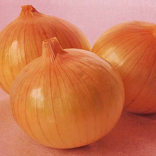 ナント種苗 玉ねぎ 泉州中高黄大玉ねぎ 2デシリットル