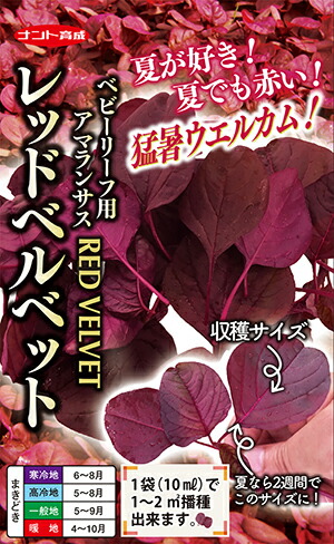 ナント種苗 もの言う花岩礁 レッドベルベッド（赤アマランサス）1L