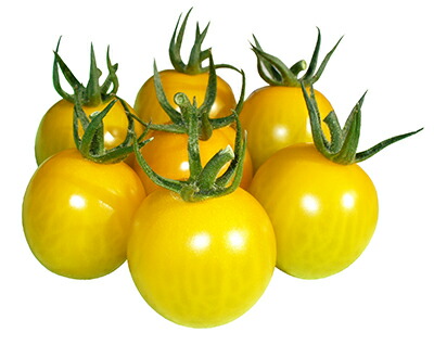 楽天市場】ナント種苗 トマト シュガリーテール(半芯止まり