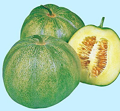 楽天市場】たね サカタのタネ マクワウリ 黄金まくわうり 小袋 : 種苗