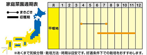 楽天市場 ナント種苗 キュウリ 大和三尺 やまとさんじゃく ml 種苗 園芸ショップ 種もり