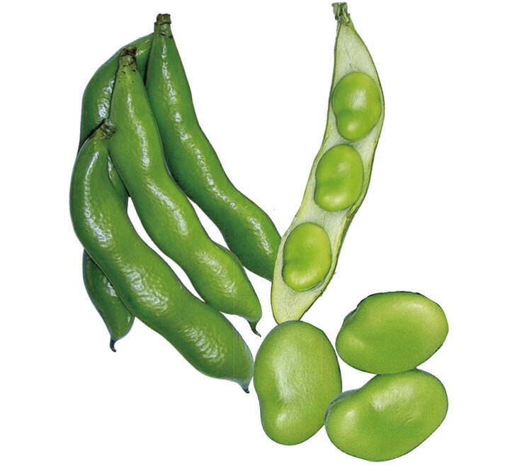 楽天市場】山陽種苗 ソラマメ 蚕豆 そらまめ 武庫一寸そら豆 1L : 種苗