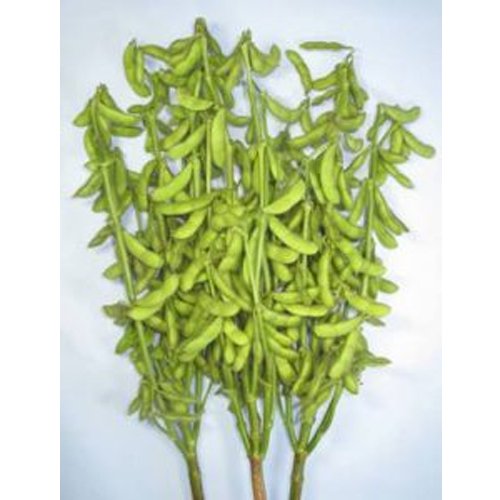 楽天市場】たね 佐藤政行種苗 エダマメ 枝豆 えだまめ 茶豆1号枝豆 1L