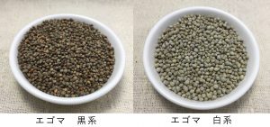 たね 佐藤政行種苗 エゴマ　黒　1L