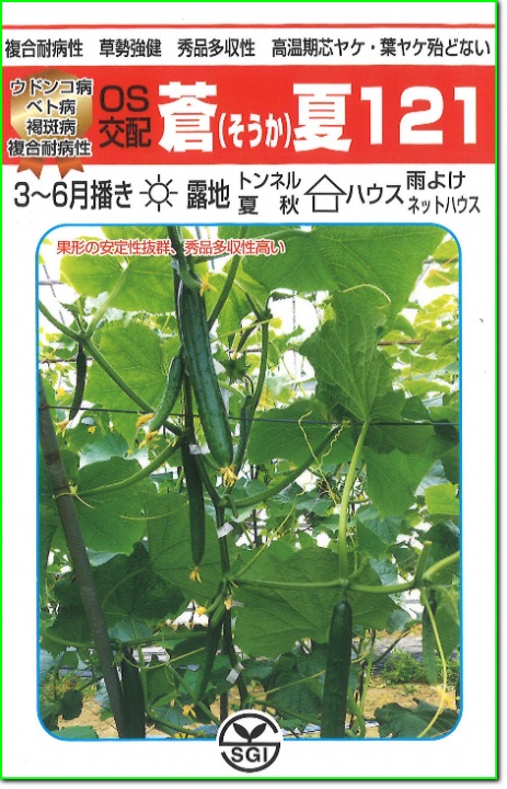 シード　キュウリ きゅうり 胡瓜　 蒼夏121　350粒