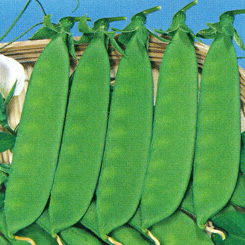 トキタ種苗 さやえんどう　日本絹莢豌豆　1L