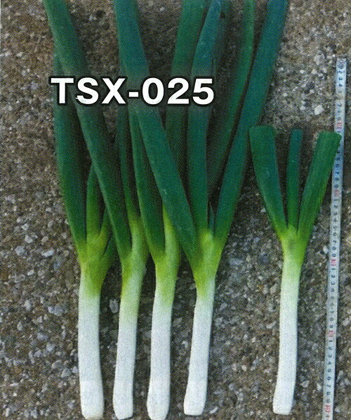[SNSで話題 ] MR6WRQVX7G7 (MR6WRQVX7G7)