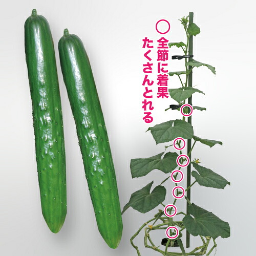 トキタ種苗  胡瓜 黄瓜 きゅうり 節成りかっこ良い 350粒