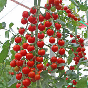 トキタ種苗 ミニトマト サンチェリーピュアプラス　1000粒 | 種苗・園芸ショップ 種もり