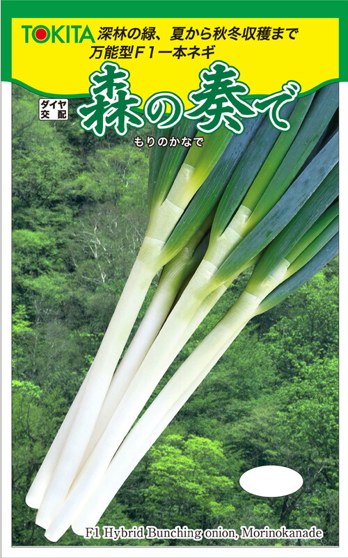 楽天市場】ネギ 種 森の奏で 【コート5000粒】 トキタ種苗 営利用 プロ