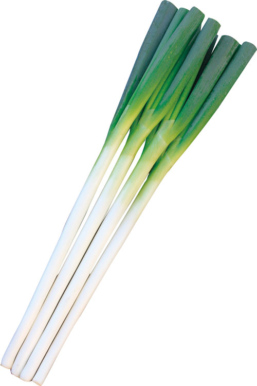 楽天市場】 大河の轟き ネギ種子 【野菜種子】【ダイア交配】 : 吉谷