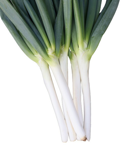 楽天市場】トキタ種苗 ネギ ねぎ 葱 大河の轟き コート5000粒 : 種苗