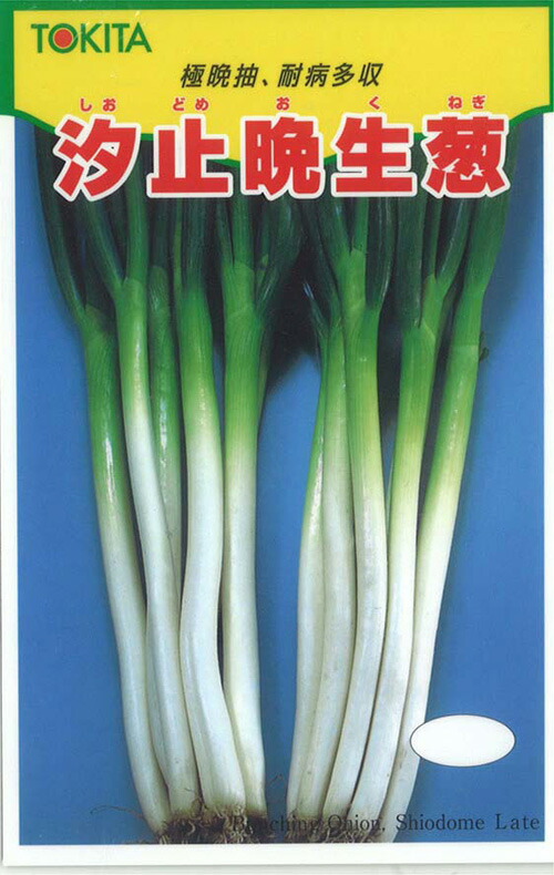 ねぎ 楽天市場】ネギ種 三春 みかど協和の分けつネギです。 種のこと