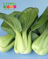 トキタ種苗 青梗菜 長江 2dl