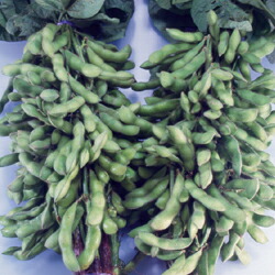 えだまめページ 楽天市場】トキタ種苗 枝豆 茶福 1dl : 種苗・園芸ショップ 種もり