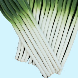 ネギ　大地の響き　5000粒　有効期限26年２月 楽天市場】ネギ 種 大地の響き 【コート5000粒】 トキタ種苗 営利用