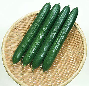 ときわ研究場　キュウリ きゅうり 胡瓜　光望　350粒