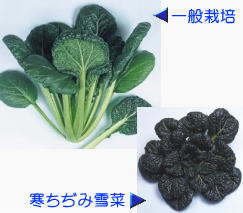 たね 渡辺採種場　広瀬ちぢみ菜　2dl