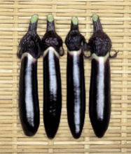 たね 渡辺採種場　ナス　紫紺仙台長　20ml