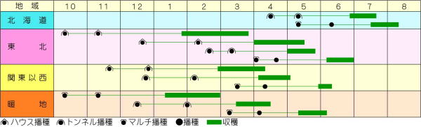 たね 渡辺採種場 清白 天宮 厚地の外套 5000粒