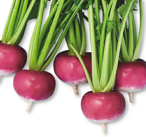 楽天市場】長崎赤蕪 1L袋 かぶ カブ 蕪 ヤエ育成 【八江農芸 種 たね