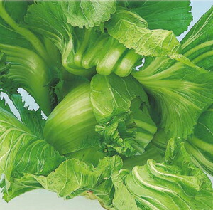 八江農芸 タカナ 高菜 雲仙結球高菜 1L