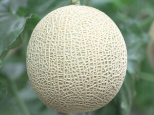 八江農芸　メロン　ベネチア春 1　100粒