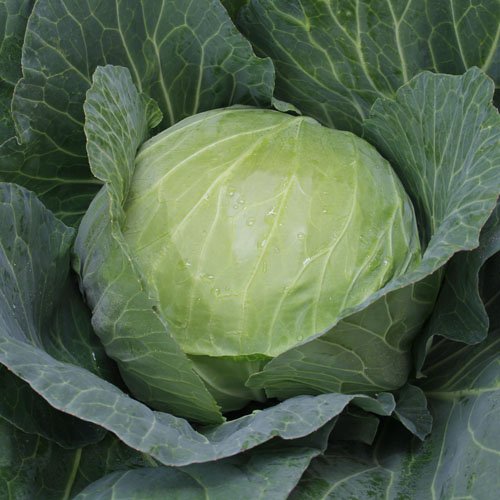 きゃべつん  キャベツ】F1 稜山7 (THY129)〔トーホク交配〕 | 野菜・草花の種苗の