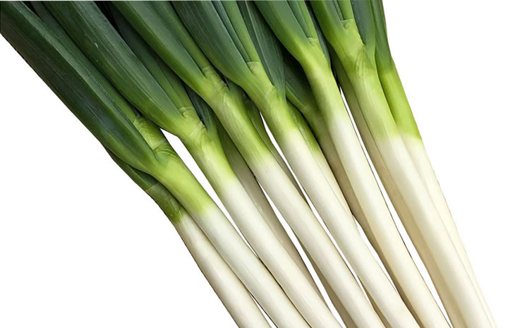 たね 横浜植木 ねぎ ネギ 葱　龍のぼり　1dl