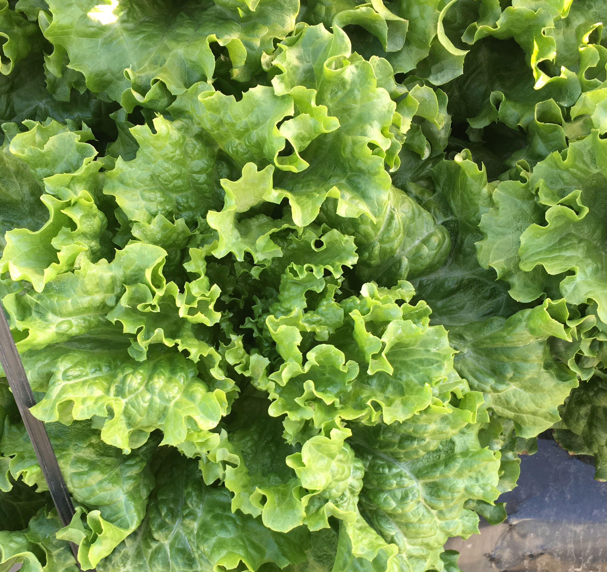 楽天市場】たね 横浜植木 玉レタス 逸香(いちか) コート5000粒 : 種苗