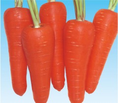 たね 横浜植木 にんじん ニンジン 人参 ちはま五寸　2dl 6,952円