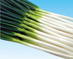 たね 横浜植木 ねぎ ネギ 葱 味十八番 2dl 9,280円