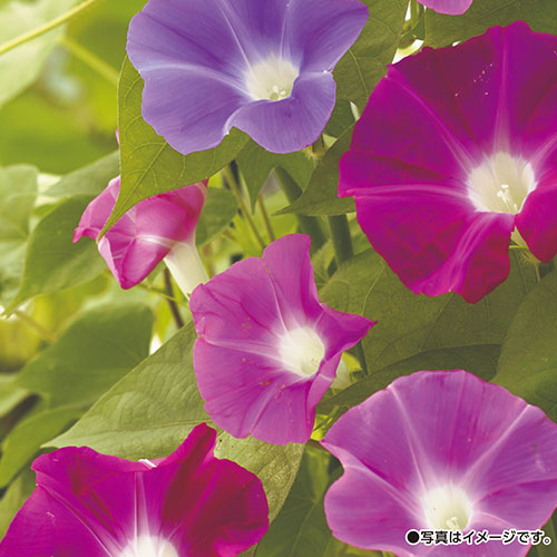 楽天市場】【朝顔】暁の紅【サカタのタネ】（1ml）【アサガオ】906002