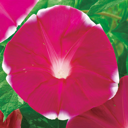 楽天市場】【朝顔】暁の紅【サカタのタネ】（1ml）【アサガオ】906002