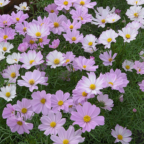 楽天市場】コスモス 種子 アポロ ラブソング 40粒（育苗可能本数
