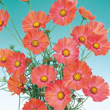 楽天市場】高性コスモス オレンジキャンパス 苗 9センチポット 3号