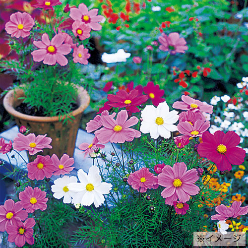花の種 景観用 コスモス 秋咲き 巨大輪 混合 1kg タキイ種苗 種 花 種 コスモス 種 花の種 たね はなのたね 花たね 花の種子 コスモス種 秋桜 花の種 景観用 コスモス センセーション 混合 1kg タキイ種苗 種 花 種