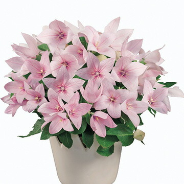 楽天市場】花 種 桔梗 F1ポップスターピンク タキイ種苗 プロ向け 家庭