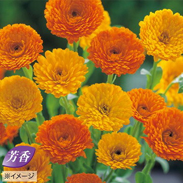 カレンデュラページ 楽天市場】種 金盞花（カレンデュラ）キングレット ミックス 1袋