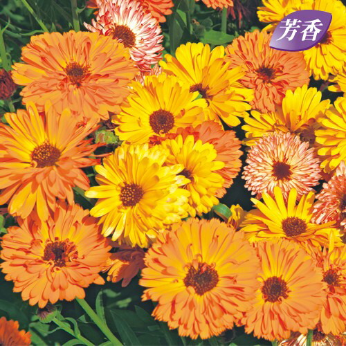 カレンデュラ☆ 楽天市場】種 金盞花（カレンデュラ）キングレット ミックス 1袋