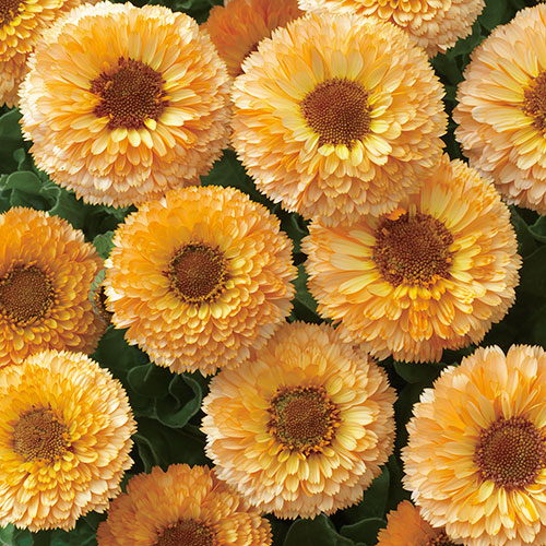 楽天市場】種 金盞花（カレンデュラ）キングレット ミックス 1袋