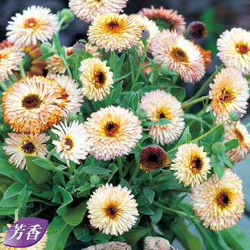 楽天市場】種 金盞花（カレンデュラ）キングレット ミックス 1袋