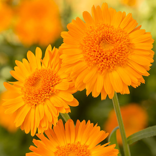 カレンデュラ☆ 楽天市場】種 金盞花（カレンデュラ）キングレット ミックス 1袋