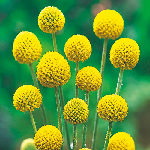 楽天市場 タキイ種苗 草花 種子 エキナセア パラディソ ミックス タネのタキイ 楽天市場店