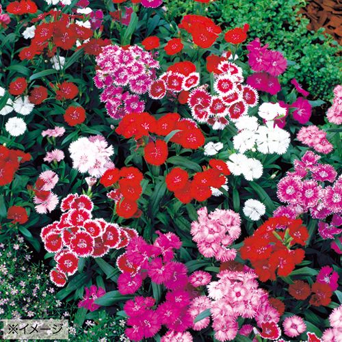 楽天市場】ハマナデシコ 10.5cmポット 苗 : トオヤマグリーン