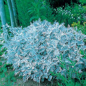 楽天市場 タキイ種苗 草花 種子 エキナセア パラディソ ミックス タネのタキイ 楽天市場店